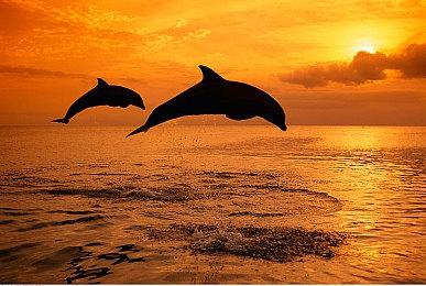 高能电玩节：怪核叙事游戏《吃香》公布概念预告，酷似古早电视广告